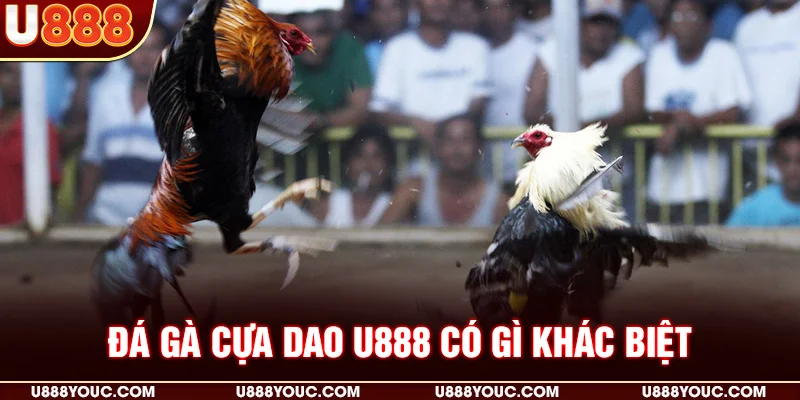 Đá gà cựa dao U888 có gì khác biệt