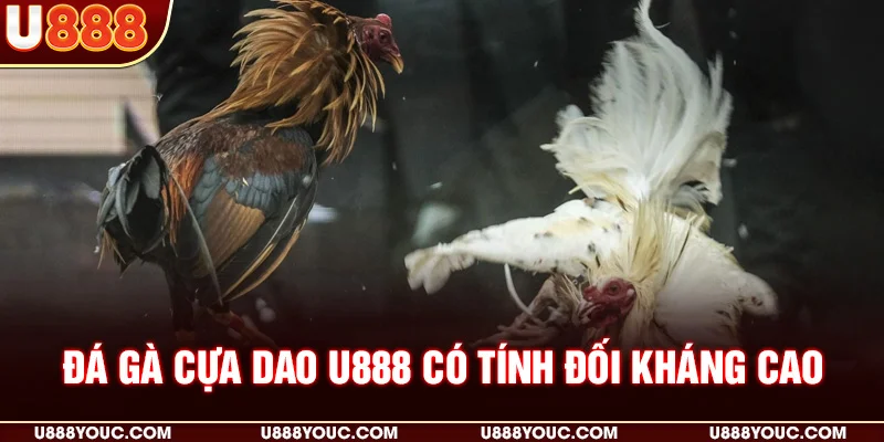 Đá gà cựa dao U888 có tính đối kháng cao