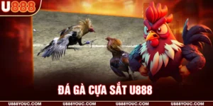 Đá gà cựa sắt U888