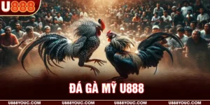 Đá gà Mỹ U888