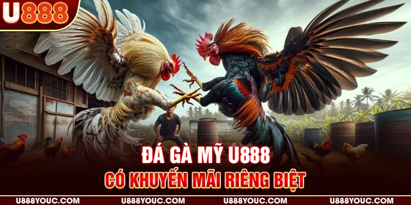 Đá gà Mỹ U888 có khuyến mãi riêng biệt