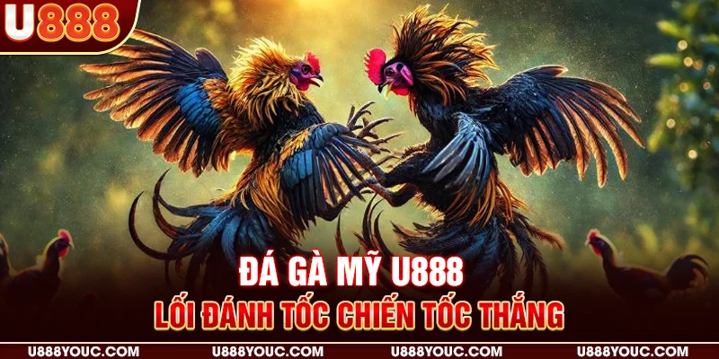 Đá gà Mỹ U888 - Lối đánh tốc chiến tốc thắng