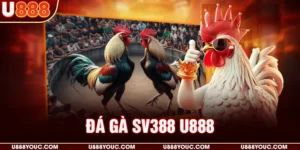 Đá gà SV388 U888
