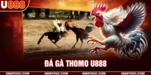 Đá gà Thomo U888