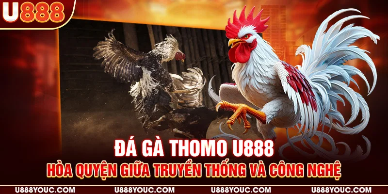 Đá gà Thomo U888 - hòa quyện giữa truyền thống và công nghệ