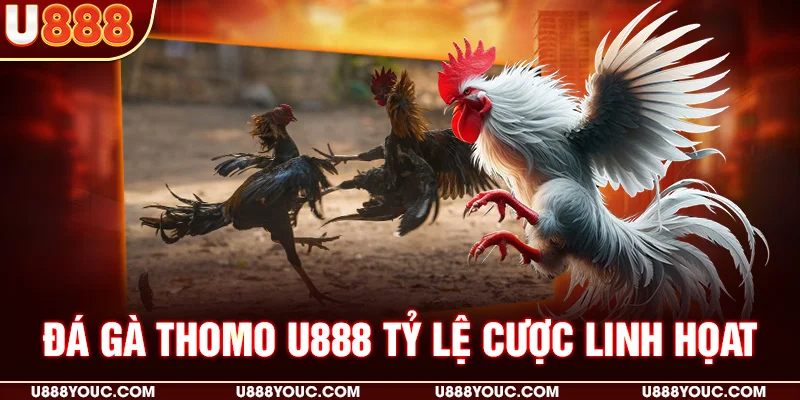 Đá gà Thomo U888 Tỷ lệ cược linh họat
