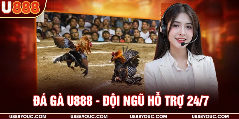 Đá gà U888 - Đội ngũ hỗ trợ 24/7