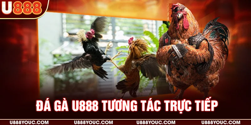 Đá gà U888 Tương tác trực tiếp