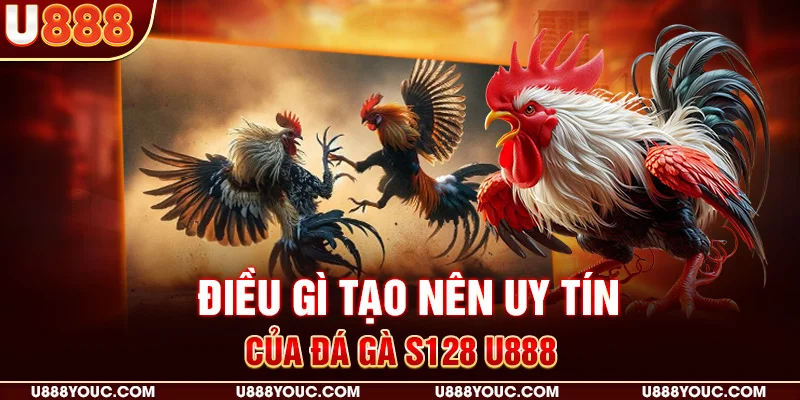 Điều gì tạo nên uy tín của Đá gà S128 U888